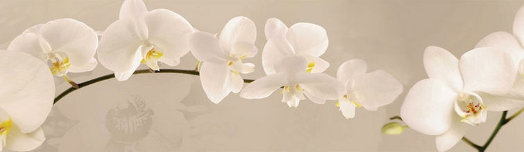 skinali 1354